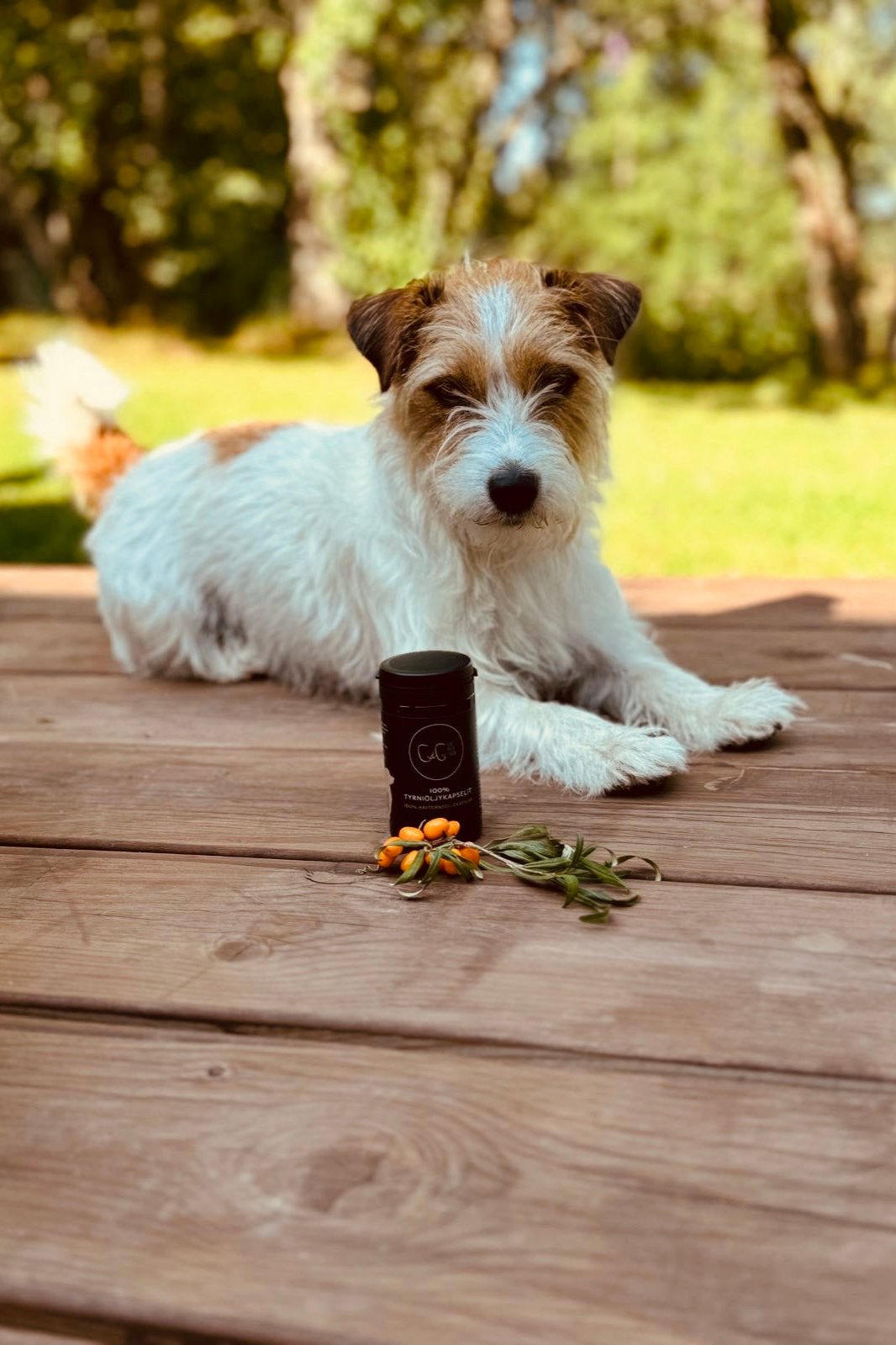 CdG Sea buckthorn - havtornsoljekapslar för hundar