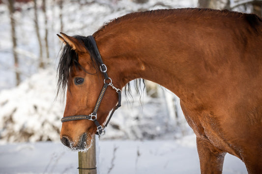 Varför behöver hästen protein och vad är viktigt att tänka på vid proteinintag?