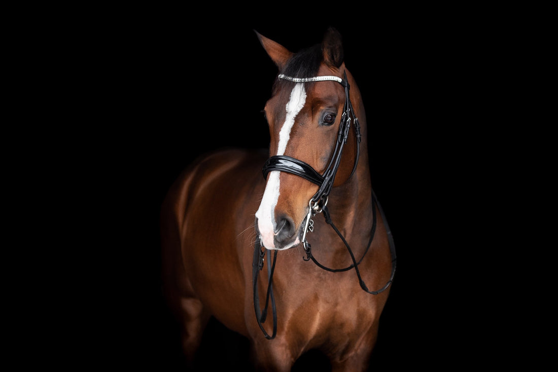 Den moderna hästens gissel: magsår är en smärtsam hästsjukdom - Chia de Gracia SE