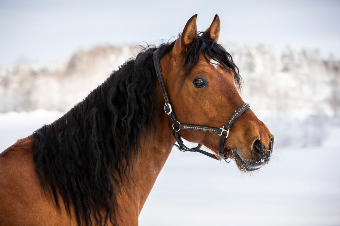 Vet du vad hästen behöver magnesium för?