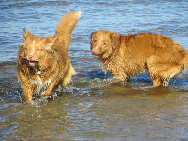 leder hund
