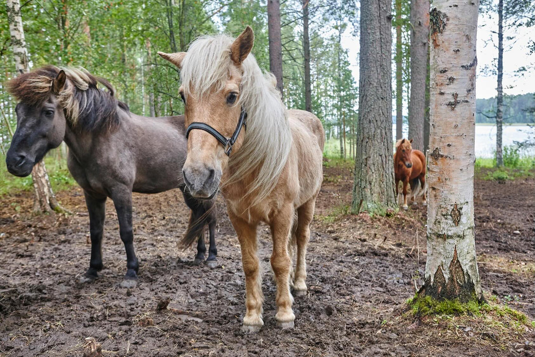 Lös avföring plågar många hästar under utesäsongen - Chia de Gracia SE
