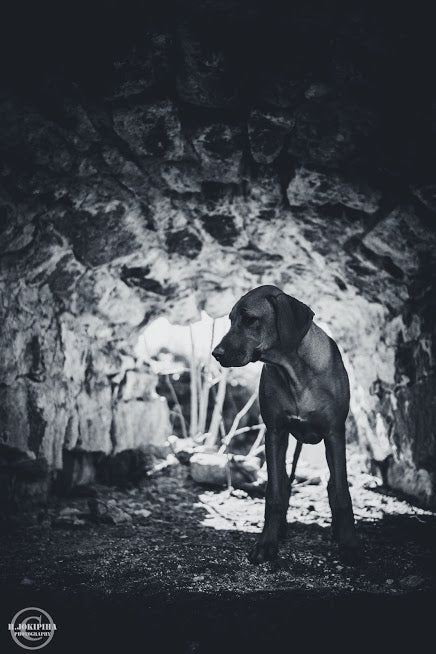 Behöver en råutfodrad hund kosttillskott?