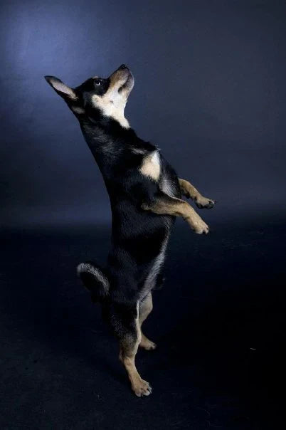 Ledproblem är ett vanligt och besvärligt problem hos hund