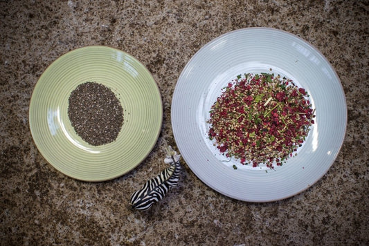 Chia innehåller rikligt med viktiga proteiner för hästen