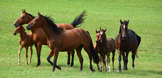 Zink är ett viktigt spårämne som stöder hälsan hos hästens hud, päls och hovar