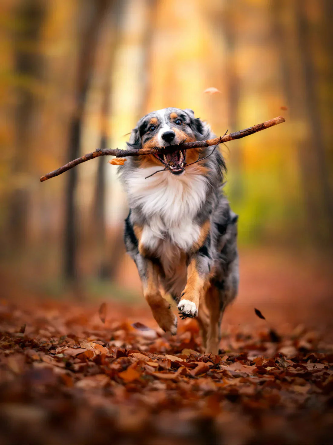E-vitaminets betydelse för hunden