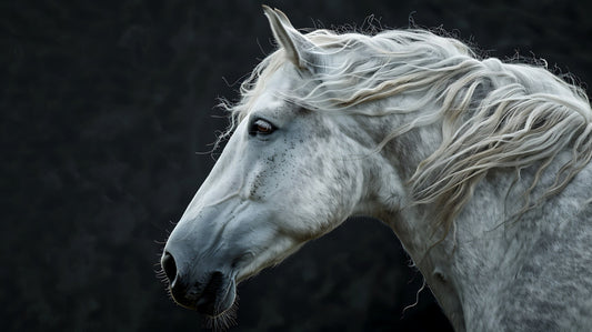 Naturlig mineralkälla i utfodring häst chia de gracia