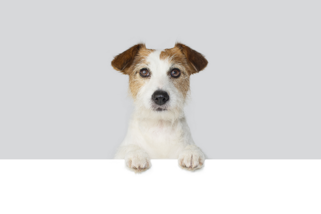 Torrögdhet hos hund – vad varje ägare bör veta