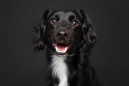 Naturlig mineralkälla i utfodring hund chia de gracia