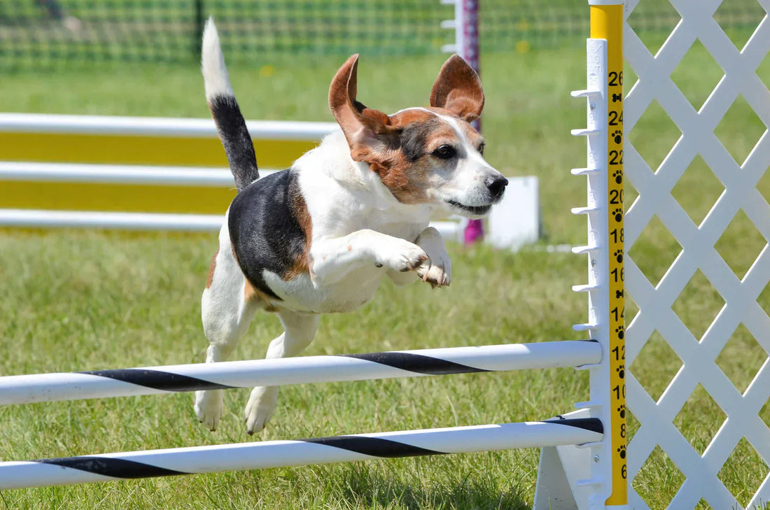 Ledproblem hos hund är ett vanligt problem