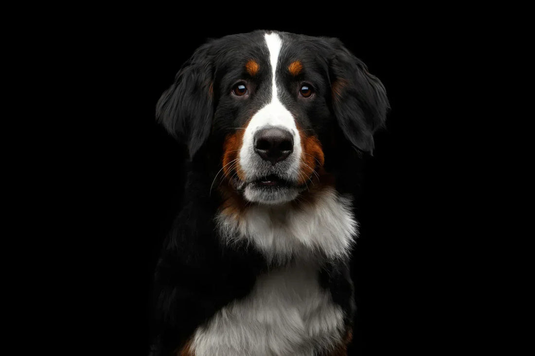 HALSBRÄNNA HOS HUND ÄR ETT GANSKA VANLIGT MEN OBEHAGLIGT BESVÄR