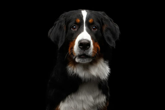 HALSBRÄNNA HOS HUND ÄR ETT GANSKA VANLIGT MEN OBEHAGLIGT BESVÄR