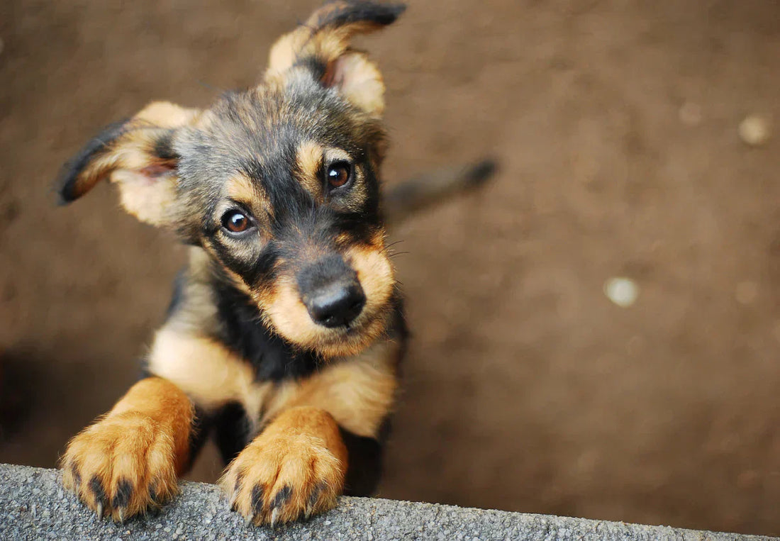 Zink är ett viktigt spårämne för hunden som stödjer hudens, pälsens och klornas välmående