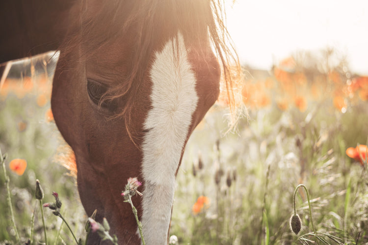 Sommarfavoriter – fodertillskott för häst